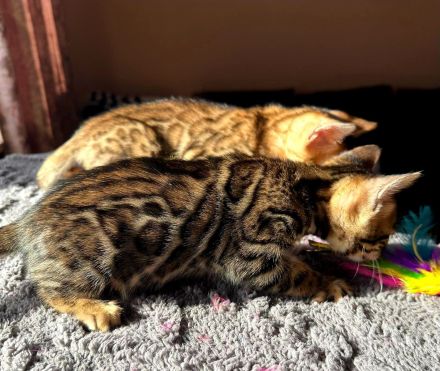 Bengal kitten mit Stammbaum