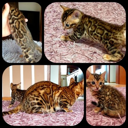 Bengal kitten mit Stammbaum