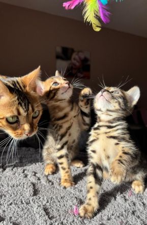 Bengal kitten mit Stammbaum