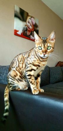 Bengal kitten mit Stammbaum