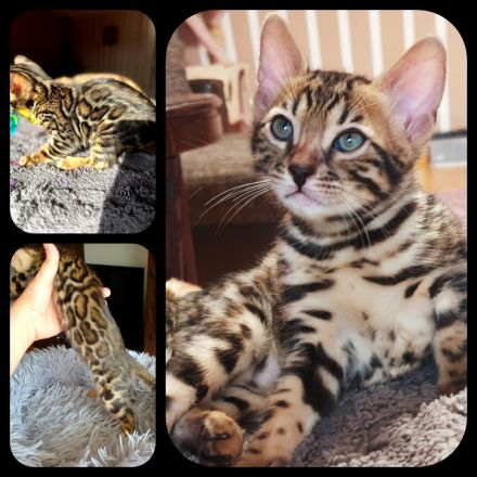 Bengal kitten mit Stammbaum