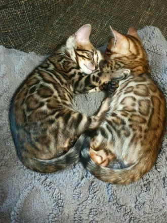 Bengal kitten mit Stammbaum