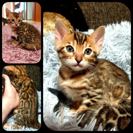 Bengal kitten mit Stammbaum