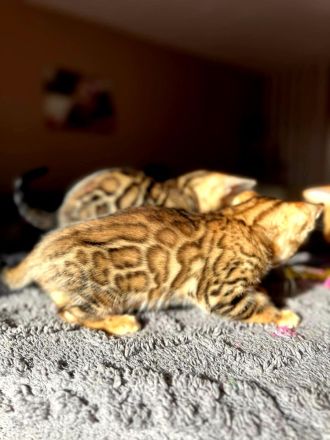 Bengal kitten mit Stammbaum