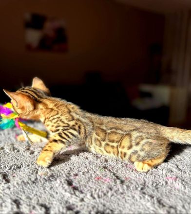Bengal kitten mit Stammbaum