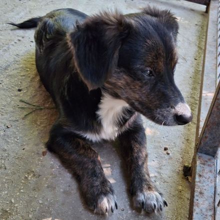 Geschwister Olivia (weiblich) und Ouzo (männlich) / derzeit noch in Griechenland