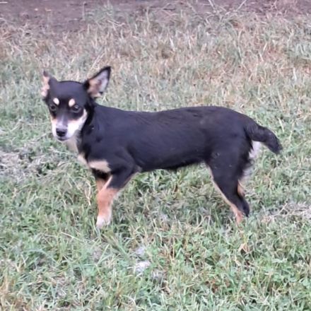 Geschwister Olivia (weiblich) und Ouzo (männlich) / derzeit noch in Griechenland