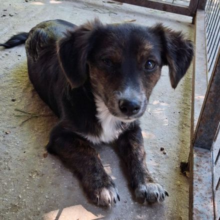 Geschwister Olivia (weiblich) und Ouzo (männlich) / derzeit noch in Griechenland