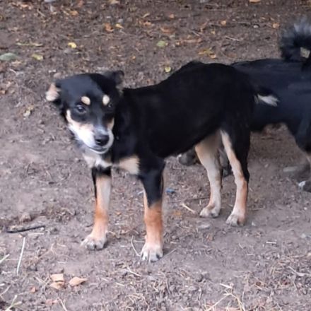 Geschwister Olivia (weiblich) und Ouzo (männlich) / derzeit noch in Griechenland