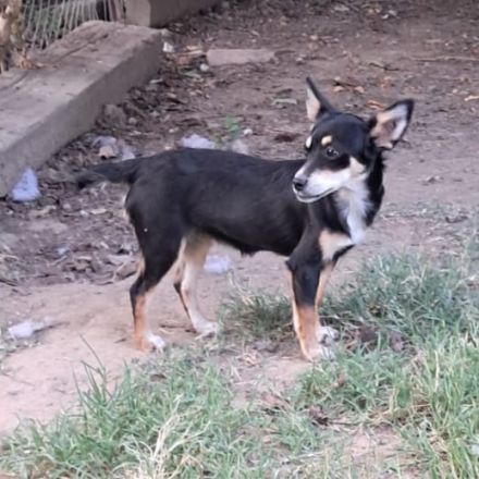 Geschwister Olivia (weiblich) und Ouzo (männlich) / derzeit noch in Griechenland