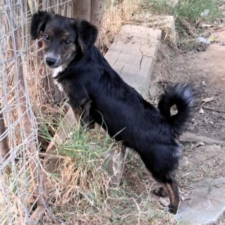 Geschwister Olivia (weiblich) und Ouzo (männlich) / derzeit noch in Griechenland