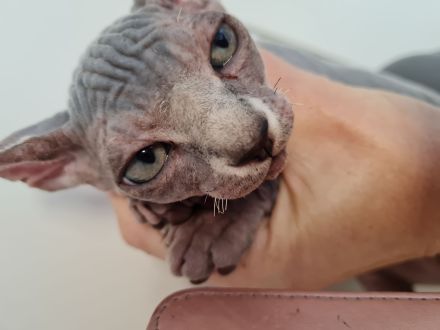 Sphynx Kitten