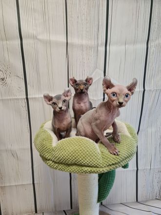 Sphynx Kitten