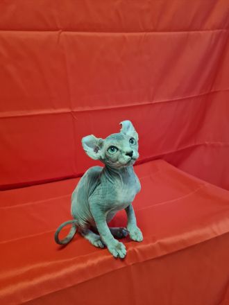 Sphynx Kitten