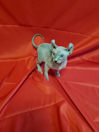 Sphynx Kitten