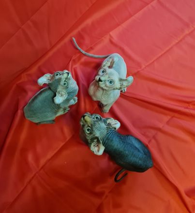 Sphynx Kitten