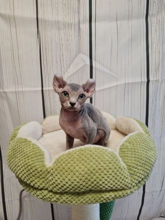 Sphynx Kitten