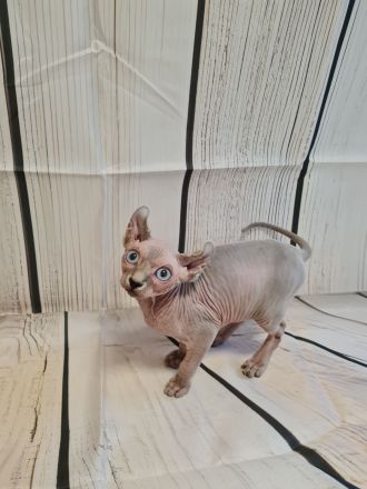 Sphynx Kitten