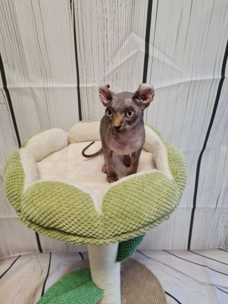 Sphynx Kitten