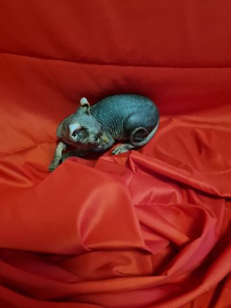 Sphynx Kitten