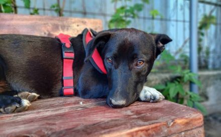 Herzensbrecher Oscar sucht ein Zuhause