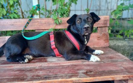 Herzensbrecher Oscar sucht ein Zuhause