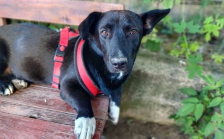 Herzensbrecher Oscar sucht ein Zuhause