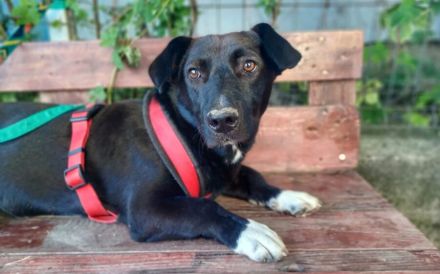 Herzensbrecher Oscar sucht ein Zuhause