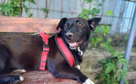 Herzensbrecher Oscar sucht ein Zuhause