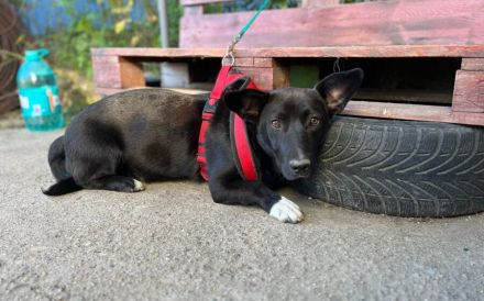 Herzensbrecher Oscar sucht ein Zuhause