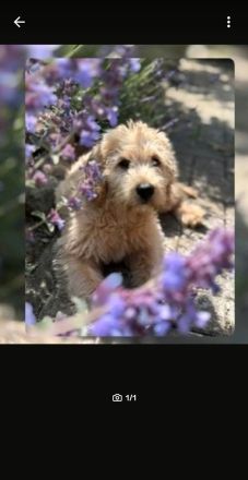 Labradoodle sucht dringend ein neues zuhause