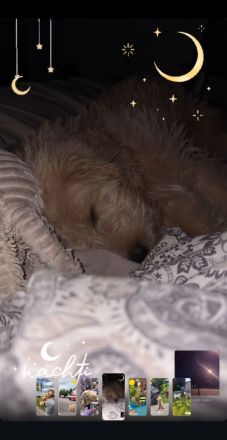 Labradoodle sucht dringend ein neues zuhause