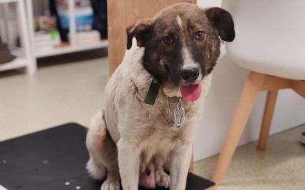 Glücksfell Soraya sucht ihre Familie