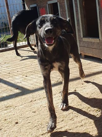 Ginger, menschenbezogene und lebenslustige Junghündin sucht das schöne Leben, 8 Monate, 49 cm