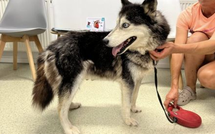 Husky-Energiebündel Gioia sucht eine aktive Familie