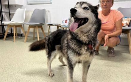 Husky-Energiebündel Gioia sucht eine aktive Familie