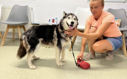 Husky-Energiebündel Gioia sucht eine aktive Familie