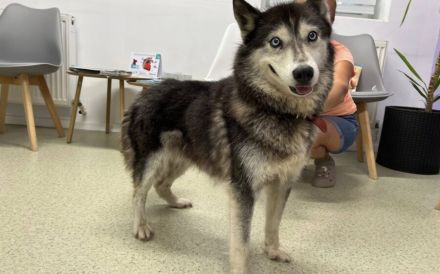 Husky-Energiebündel Gioia sucht eine aktive Familie