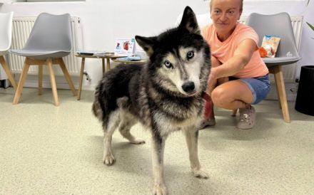 Husky-Energiebündel Gioia sucht eine aktive Familie