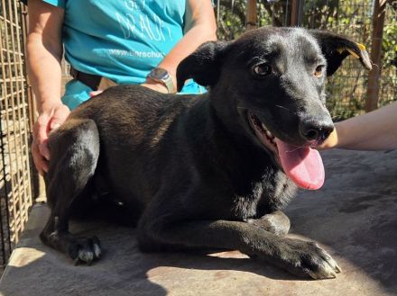 Lana, eine zarte Seele, die nur ein bisschen Zeit, Sicherheit und Liebe braucht, 10 M, 52 cm