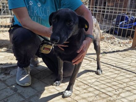 Lana, eine zarte Seele, die nur ein bisschen Zeit, Sicherheit und Liebe braucht, 10 M, 52 cm