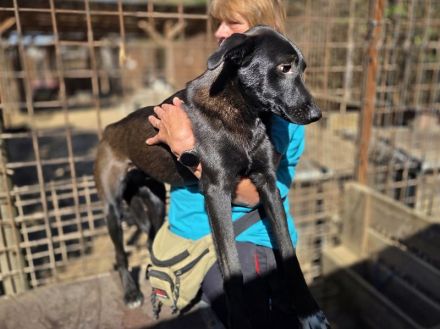 Lana, eine zarte Seele, die nur ein bisschen Zeit, Sicherheit und Liebe braucht, 10 M, 52 cm