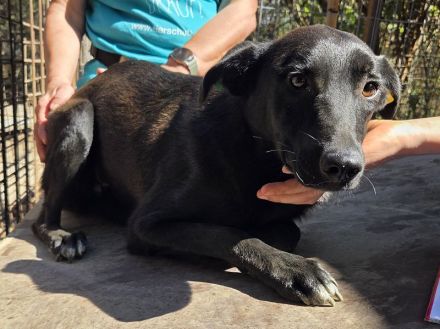 Lana, eine zarte Seele, die nur ein bisschen Zeit, Sicherheit und Liebe braucht, 10 M, 52 cm