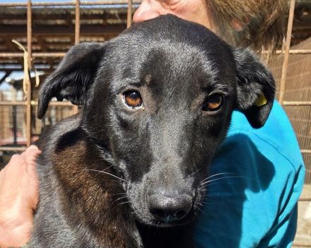 Lana, eine zarte Seele, die nur ein bisschen Zeit, Sicherheit und Liebe braucht, 10 M, 52 cm