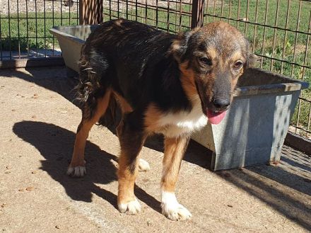 Milo, offener, freundlicher und verspielter kleiner Herzensbrecher, 8 Monate, 49 cm