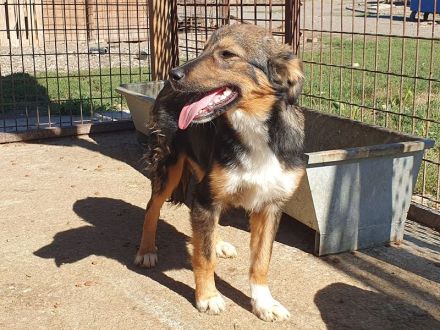 Milo, offener, freundlicher und verspielter kleiner Herzensbrecher, 8 Monate, 49 cm