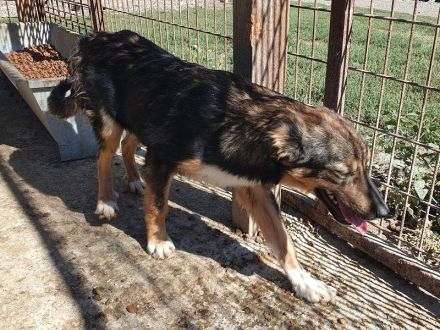 Milo, offener, freundlicher und verspielter kleiner Herzensbrecher, 8 Monate, 49 cm