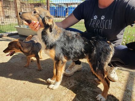 Milo, offener, freundlicher und verspielter kleiner Herzensbrecher, 8 Monate, 49 cm