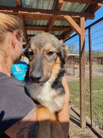 Milo, offener, freundlicher und verspielter kleiner Herzensbrecher, 8 Monate, 49 cm