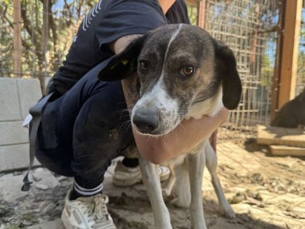 Nora, zarte, unsichere Hündin, die sanfte und geduldige Menschen sucht, 1 Jahr, 51 cm
